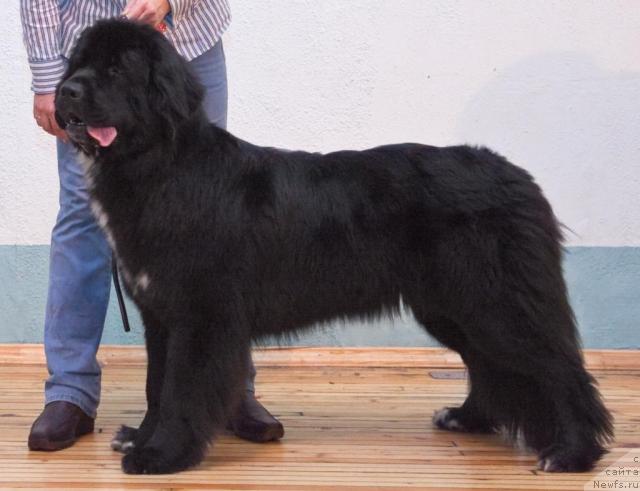 Фото: ньюфаундленд Питерньюф Жизнь Хороша (Piternyuf Zhizn' Horosha)