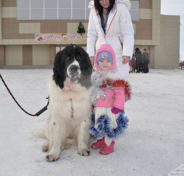 Фото: ньюфаундленд Лорд Люксембург Аюлар из Тихого Омута (Lord Luxemburg Ayular iz Tihogo Omuta)