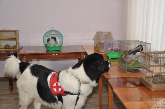 Фото: ньюфаундленд Лорд Люксембург Аюлар из Тихого Омута (Lord Luxemburg Ayular iz Tihogo Omuta)