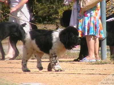 Фото: ньюфаундленд Замирхан Морской Медведь (Zamirhan Morskoy Medved)