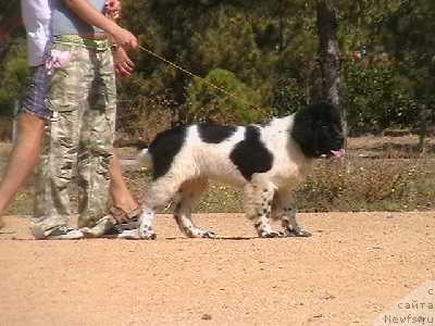 Фото: ньюфаундленд Зарянка Морской Медведь (Zaryanika Morskoy Medved)