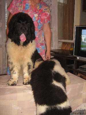 Фото: ньюфаундленд Замирхан Морской Медведь (Zamirhan Morskoy Medved), ньюфаундленд Зарянка Морской Медведь (Zaryanika Morskoy Medved)