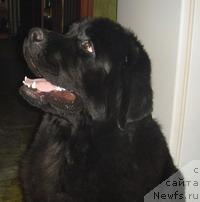Фото: ньюфаундленд Плюшевая Панда  Дионисий (Plushevaya Panda Dionisiy)