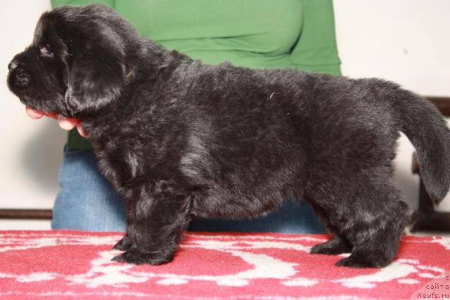 Фото: ньюфаундленд Акватория Келвин Королева Марго