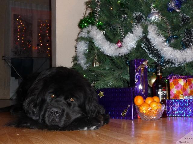 Фото: ньюфаундленд Рафаэлла Бриллианс Черная Жемчужина