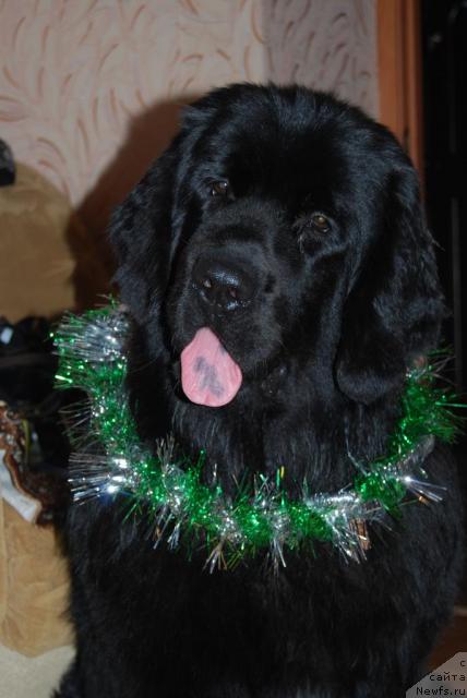 Фото: ньюфаундленд Формула Любви от Сибирского Медведя