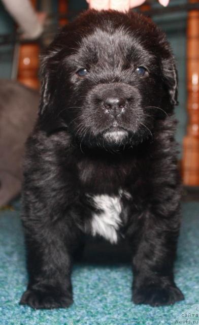 Фото: ньюфаундленд Акватория Келвин Ламборджини (Aquatoriya Kelvin Lambordghini)