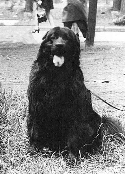 Фото: ньюфаундленд Паола Бей