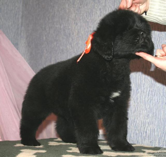 Фото: ньюфаундленд Бегущая по Волнам Соул он Соул