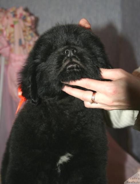 Фото: ньюфаундленд Бегущая по Волнам Соул он Соул