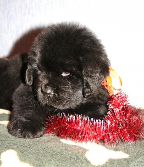 Фото: ньюфаундленд Бегущая по Волнам Соул он Соул