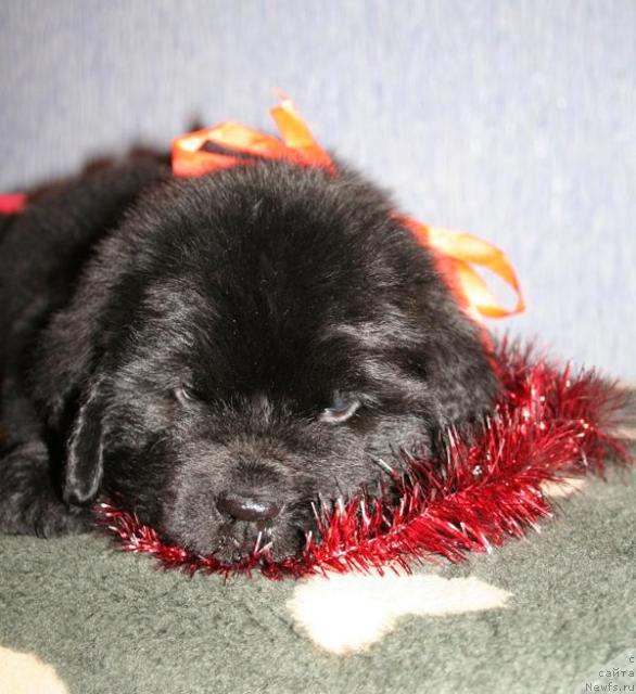 Фото: ньюфаундленд Бегущая по Волнам Соул он Соул