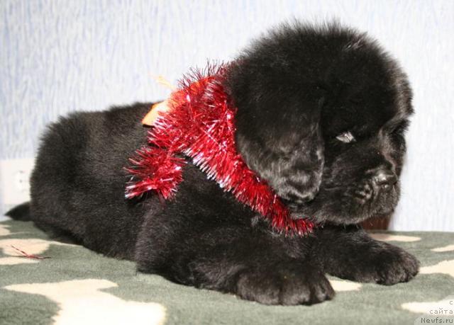 Фото: ньюфаундленд Бегущая по Волнам Соул он Соул