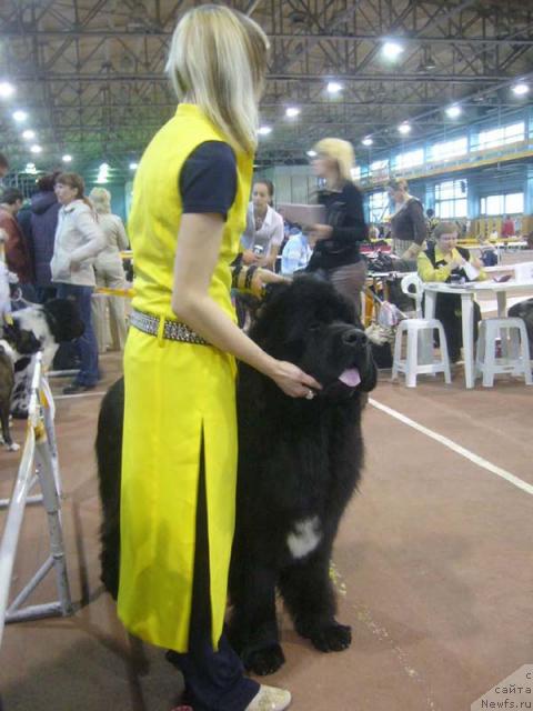 Фото: ньюфаундленд Супер Бизон Армани (Super Bizon Armani)