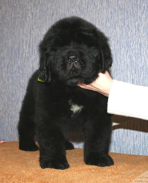 Фото: ньюфаундленд Бегущая по Волнам Схоу Муст Го Он (Beguschaya po Volnam Show Must Co On)