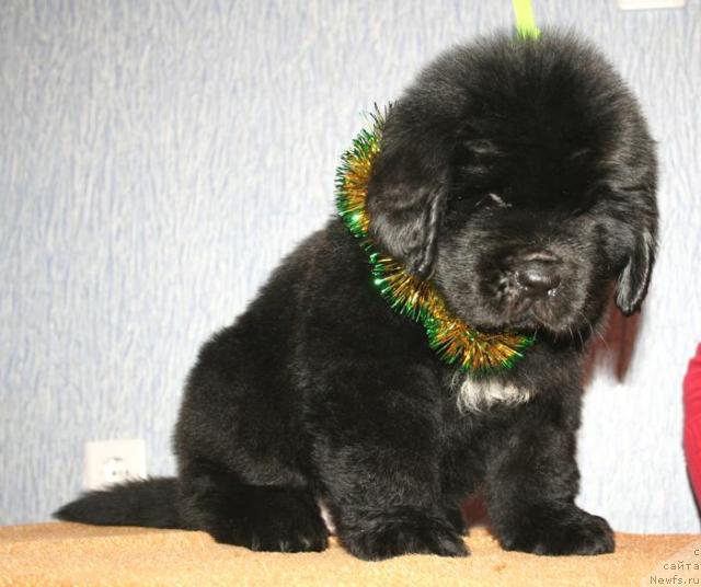 Фото: ньюфаундленд Бегущая по Волнам Схоу Муст Го Он (Beguschaya po Volnam Show Must Co On)