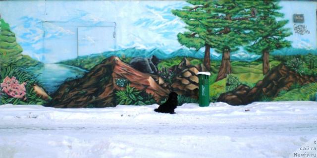 Фото: ньюфаундленд Чанси из Золотого Треугольника