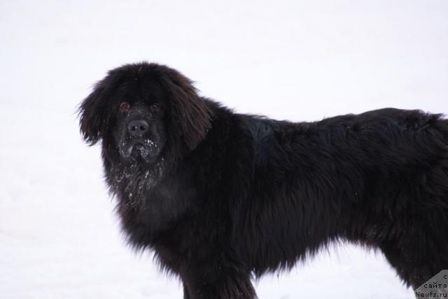 Фото: ньюфаундленд Сент Джонс Ричард Блек Голд (Sent Djons Richard Black Gold)