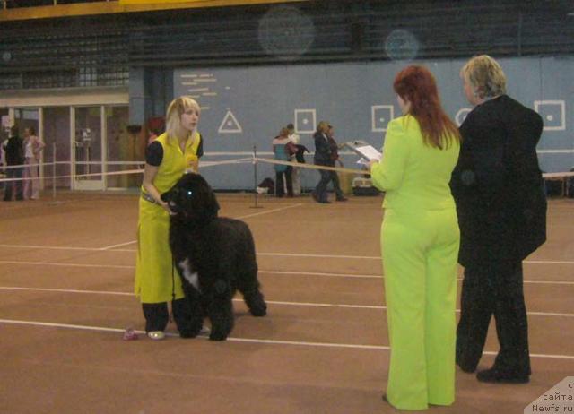 Фото: ньюфаундленд Супер Бизон Армани (Super Bizon Armani)