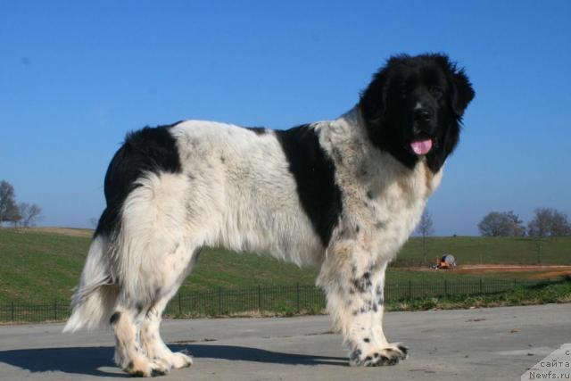 Фото: ньюфаундленд Sofia von Szentpaly