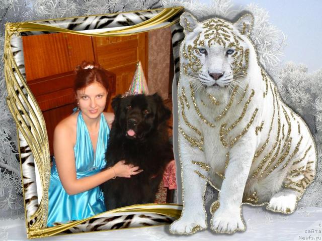 Фото: Ирина Губайдулина, ньюфаундленд Арчибальд