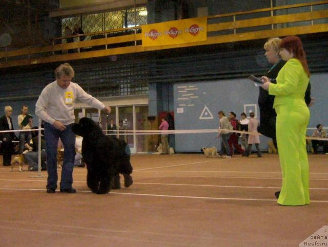 Фото: ньюфаундленд Аббат из Царства Медведей