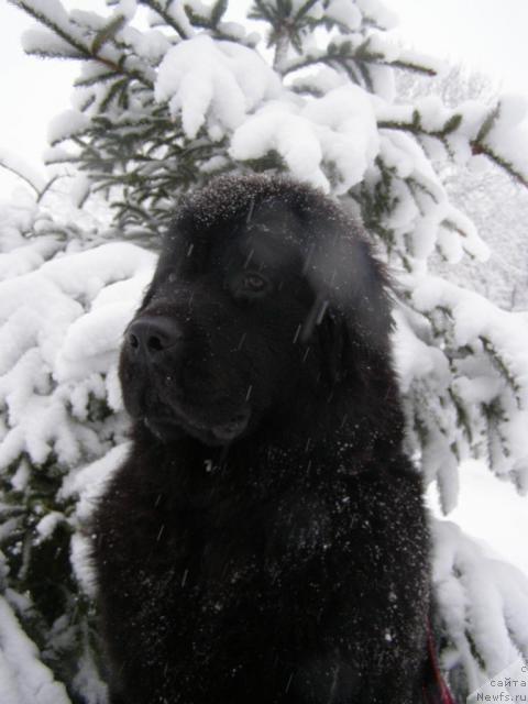 Фото: ньюфаундленд Fairweathers Rendition