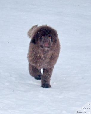 Фото: ньюфаундленд Роллс Ройс
