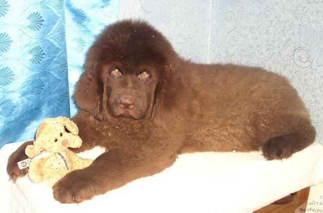 Фото: ньюфаундленд Роллс Ройс