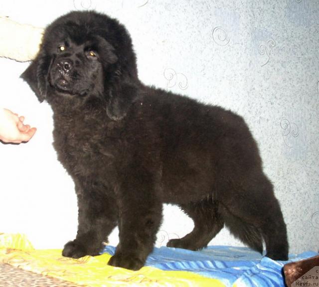 Фото: ньюфаундленд Романтика Дана Бест