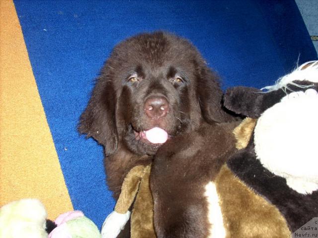 Фото: ньюфаундленд Ривьера Лазурь