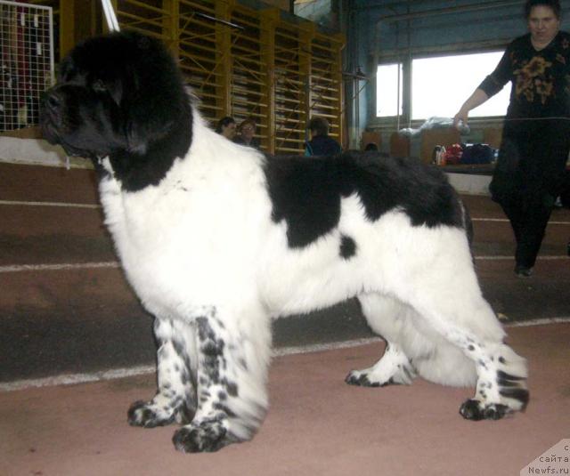 Фото: ньюфаундленд Супер Бизон Арго (Super Bizon Argo)