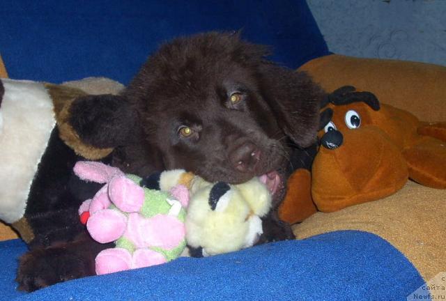 Фото: ньюфаундленд Ривьера Лазурь