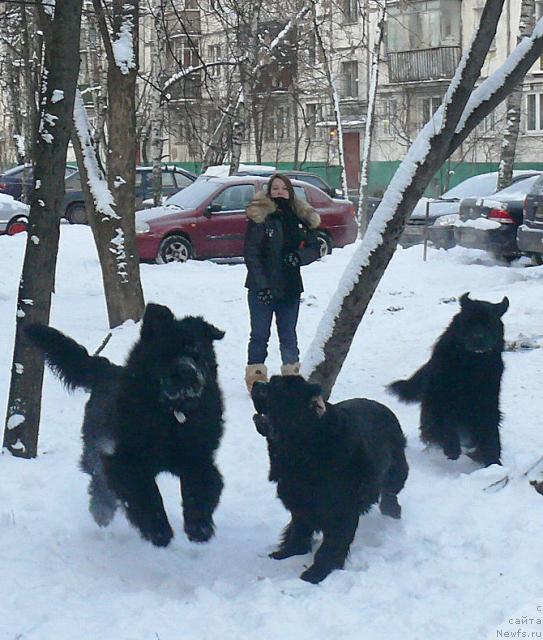 Фото: ньюфаундленд Skippers Secret Agent For Donat's Pride, ньюфаундленд Акватория Келвин Голден Спирит (Aquatoriya Kelvin Golden Spirit), Грей