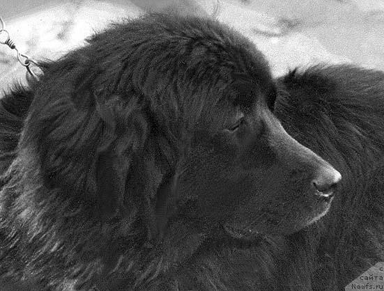 Фото: ньюфаундленд Жюль Федра