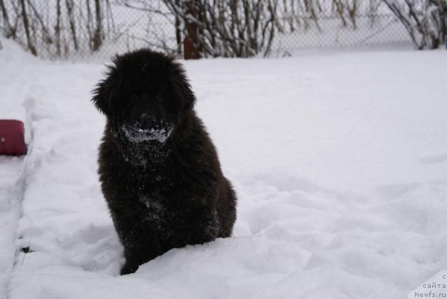 Фото: ньюфаундленд Потап Ярославна
