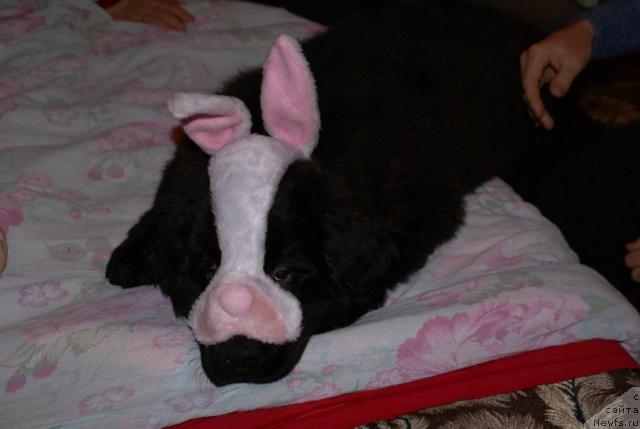 Фото: ньюфаундленд Потап Ярославна