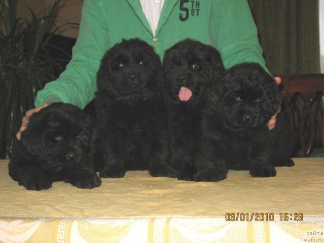 Фото: Щенки, ньюфаундленд Князь Додон с Берега Дона (Knyaz Dodon s Berega Dona), ньюфаундленд Иветта, 2009