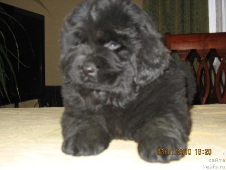 Фото: Щенки, ньюфаундленд Князь Додон с Берега Дона (Knyaz Dodon s Berega Dona), ньюфаундленд Иветта, 2009