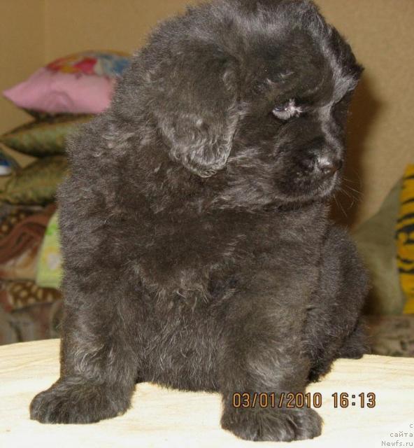 Фото: Щенки, ньюфаундленд Князь Додон с Берега Дона (Knyaz Dodon s Berega Dona), ньюфаундленд Иветта, 2009