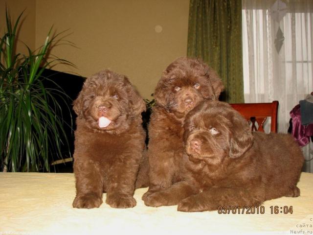Фото: Щенки, ньюфаундленд Князь Додон с Берега Дона (Knyaz Dodon s Berega Dona), ньюфаундленд Иветта, 2009