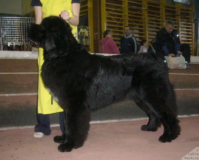 Фото: ньюфаундленд Супер Бизон Армани (Super Bizon Armani)