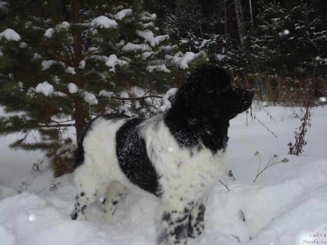 Фото: ньюфаундленд Кипер Соул Елизавета
