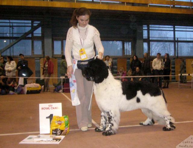 Фото: ньюфаундленд Супер Бизон Арго (Super Bizon Argo)