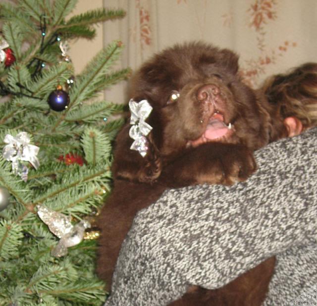 Фото: ньюфаундленд Октябрина с Берега Дона (Oktjabrina s Berega Dona)