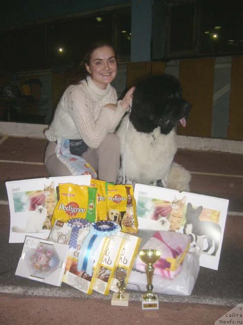 Фото: ньюфаундленд Супер Бизон Арго (Super Bizon Argo)