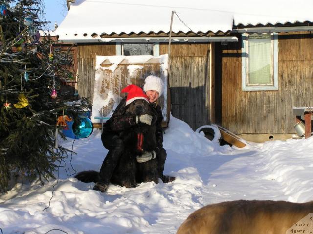 Фото: ньюфаундленд Дюрбахлер Клаб Альфаретта Виньетта, Настя