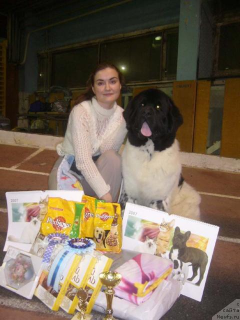 Фото: ньюфаундленд Супер Бизон Арго (Super Bizon Argo)