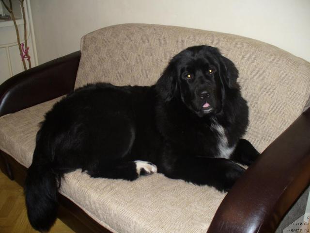 Фото: ньюфаундленд Орхидея Цветок Любви