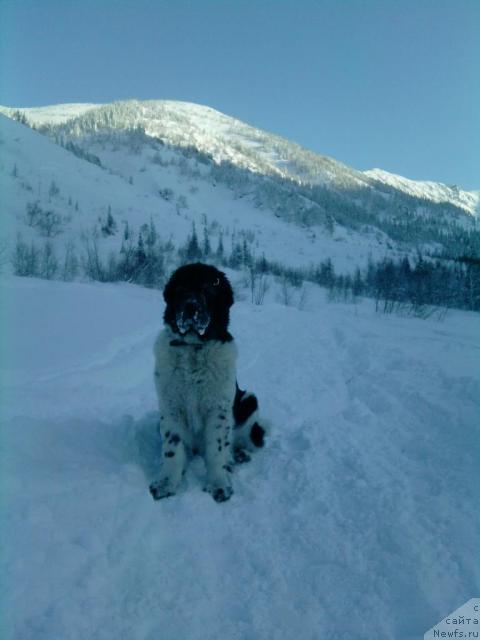 Фото: ньюфаундленд Питерньюф Продижи (Piternyuf Prodigy)